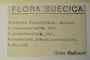 Sweden, G. Kjellmert s.n. (Accession number: none)