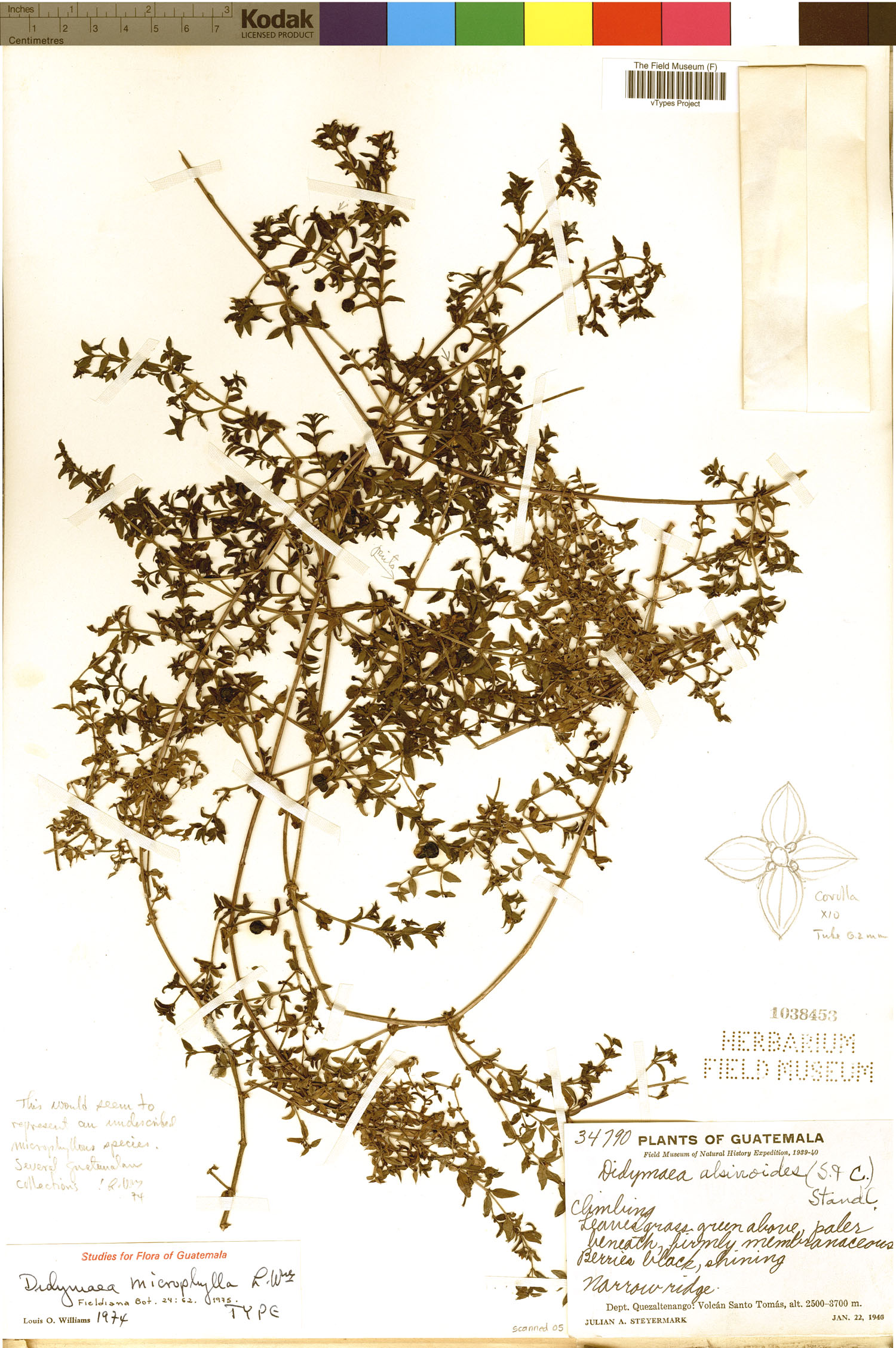 Didymaea mexicana image