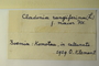 Czech Republic, O. Klement s.n. (Accession number: none)