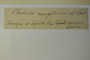 Italy, G. Gresino s.n. (Accession number: none)