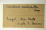 Brazil, I. Incicco s.n. (Accession number: none)