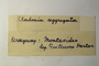 Uruguay, G. Herter s.n. (Accession number: none)