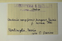 Italy, G. Gresino s.n. (Accession number: none)