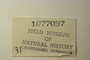 U.S.A. (Illinois), N. Pliml s.n. (Accession number: 1077097)