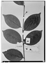 Field Museum photo negatives collection; Wien specimen of Eugenia surinamensis Miq., SURINAME, A. Kappler 1401a, Type [status unknown], W