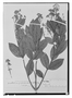 Field Museum photo negatives collection; Wien specimen of Forsteronia guyanensis Müll. Arg., BRITISH GUIANA [Guyana], Schomburgk 821, Isosyntype, W