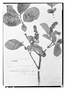 Field Museum photo negatives collection; Wien specimen of Forsteronia pubescens A. DC., BRAZIL, G. Gardner 1761, Isosyntype, W