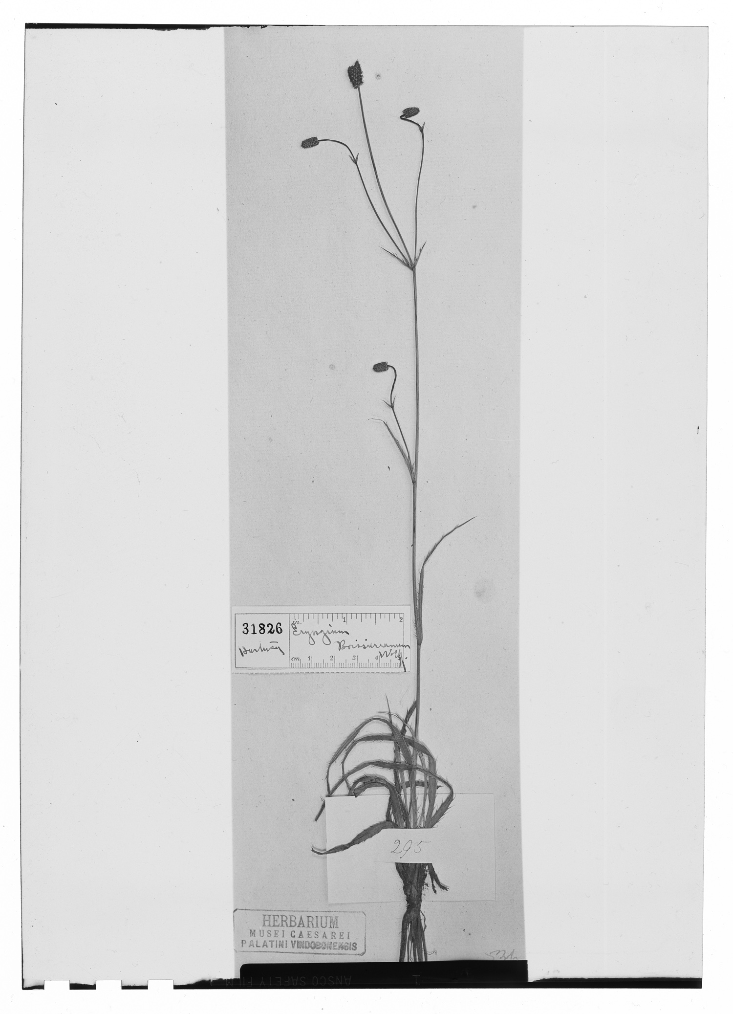 Eryngium boissieuanum image