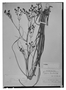 Field Museum photo negatives collection; Wien specimen of Eryngium lacustre Pohl, BRAZIL, J. B. E. Pohl 3944, Type [status unknown], W