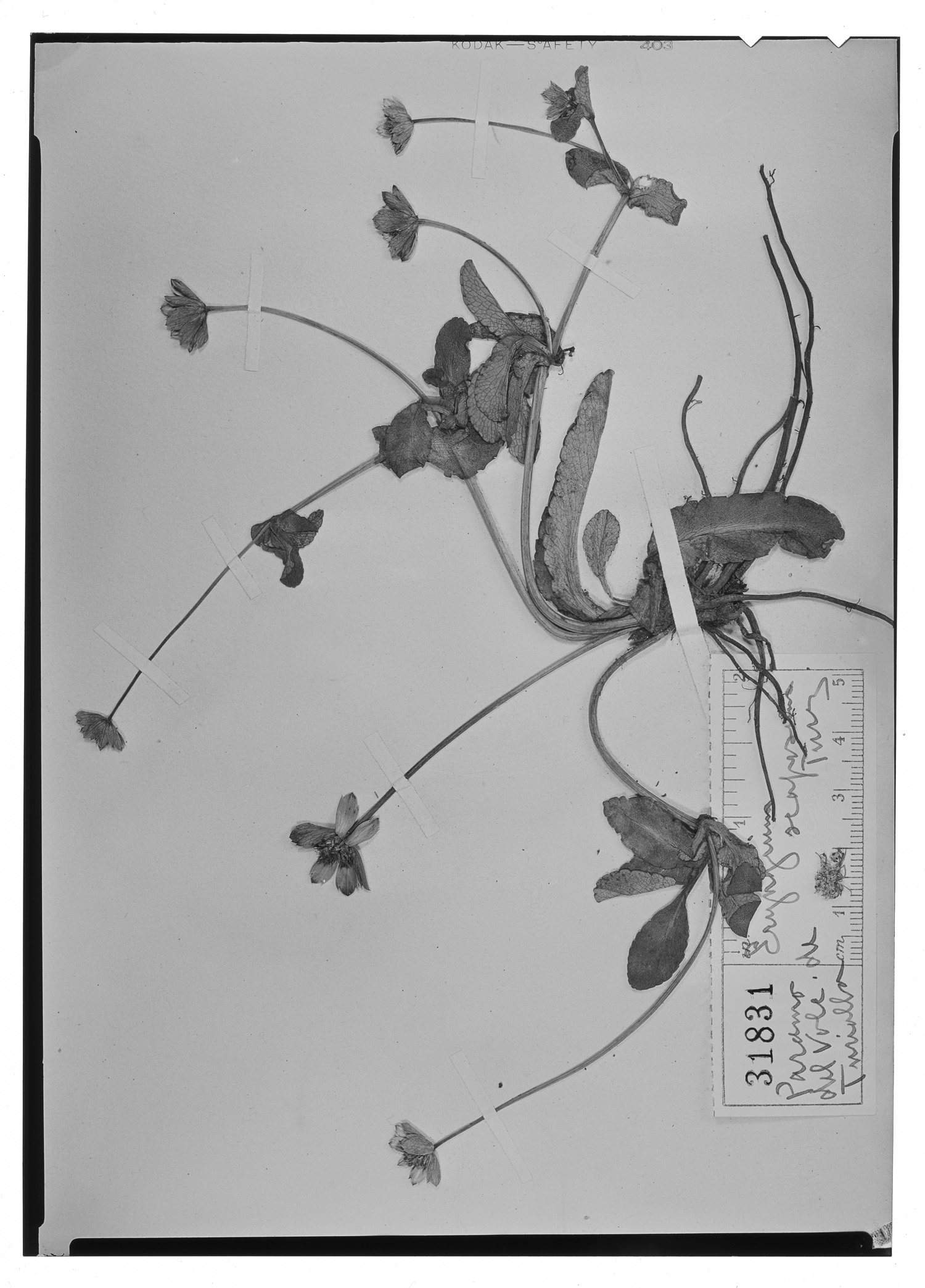 Eryngium scaposum image