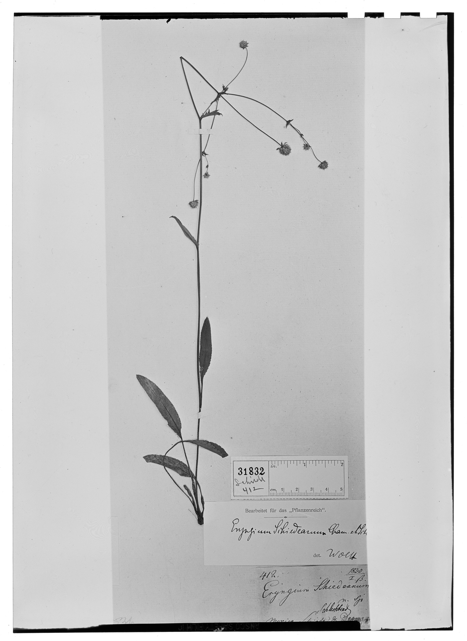 Eryngium schiedeanum image