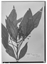 Field Museum photo negatives collection; Wien specimen of Oreopanax lancifolium Planch. & Triana, VENEZUELA, J. J. Linden 1432, Type [status unknown], W