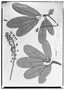 Field Museum photo negatives collection; Wien specimen of Oreopanax meridense Planch. & Triana, VENEZUELA, G. C. W. H. Karsten, Type [status unknown], W