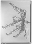 Field Museum photo negatives collection; Wien specimen of Schleidenia pullulans Fresen., BRAZIL, J. B. E. Pohl s.n., Type [status unknown], W