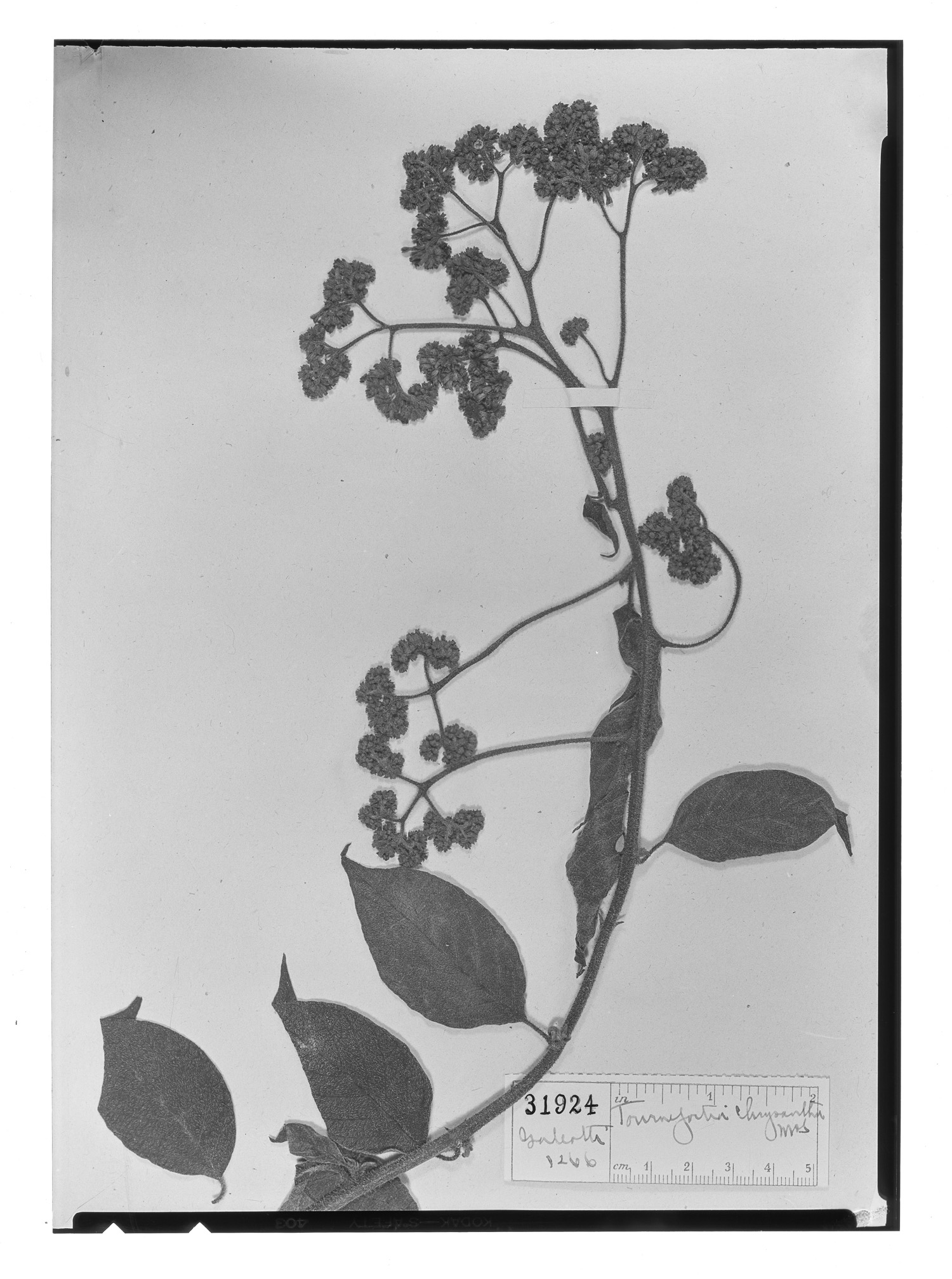 Tournefortia chrysantha image