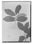 Field Museum photo negatives collection; Wien specimen of Symplocos edulis Brand, ECUADOR, R. Spruce 5993, Isotype, W