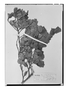 Field Museum photo negatives collection; Wien specimen of Decostea jodinifolia Griseb., CHILE, W. Lechler 192, Holotype, W