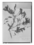 Field Museum photo negatives collection; Wien specimen of Bejaria schomburgkiana Klotzsch ex Mansf. & Sleumer, GUYANA, Schomburgk 1065, W