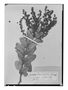 Field Museum photo negatives collection; Wien specimen of Gaultheria glabra DC., PERU, A. Mathews, Type [status unknown], W