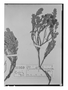 Field Museum photo negatives collection; Wien specimen of Pernettya leucocarpa DC., CHILE, E. F. Poeppig 933, Isotype, W