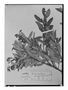 Field Museum photo negatives collection; Wien specimen of Vaccinium angustifolium Benth., MEXICO, K. T. Hartweg 342, Isotype, W