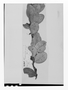 Field Museum photo negatives collection; Wien specimen of Thibaudia nutans Klotzsch ex Mansf., GUYANA, R. H. Schomburgk 566, Type [status unknown], W