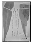 Field Museum photo negatives collection; Wien specimen of Clavija tarapotana Mez, PERU, R. Spruce 4149, Isotype, W