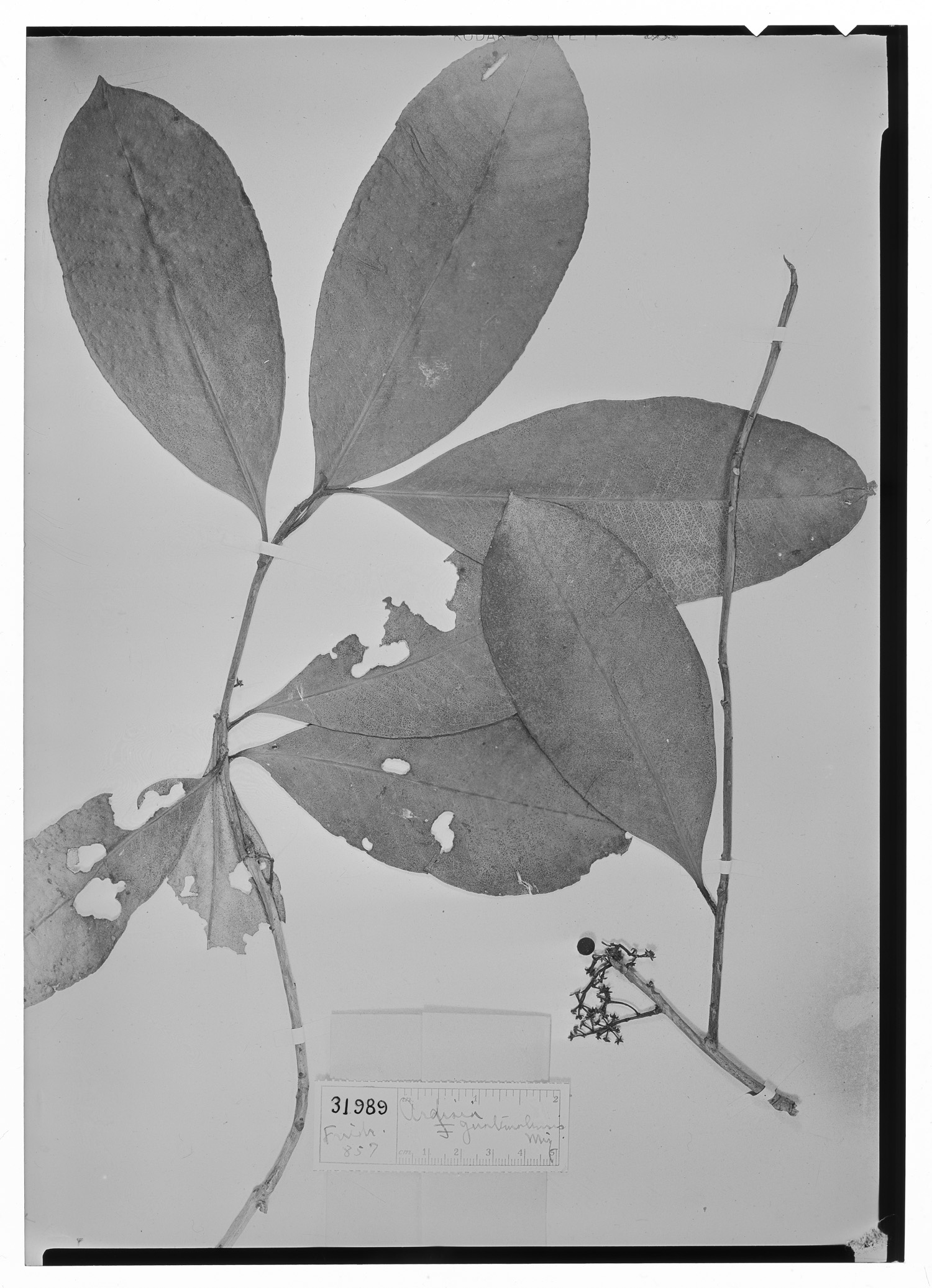 Stylogyne turbacensis subsp. laevis image