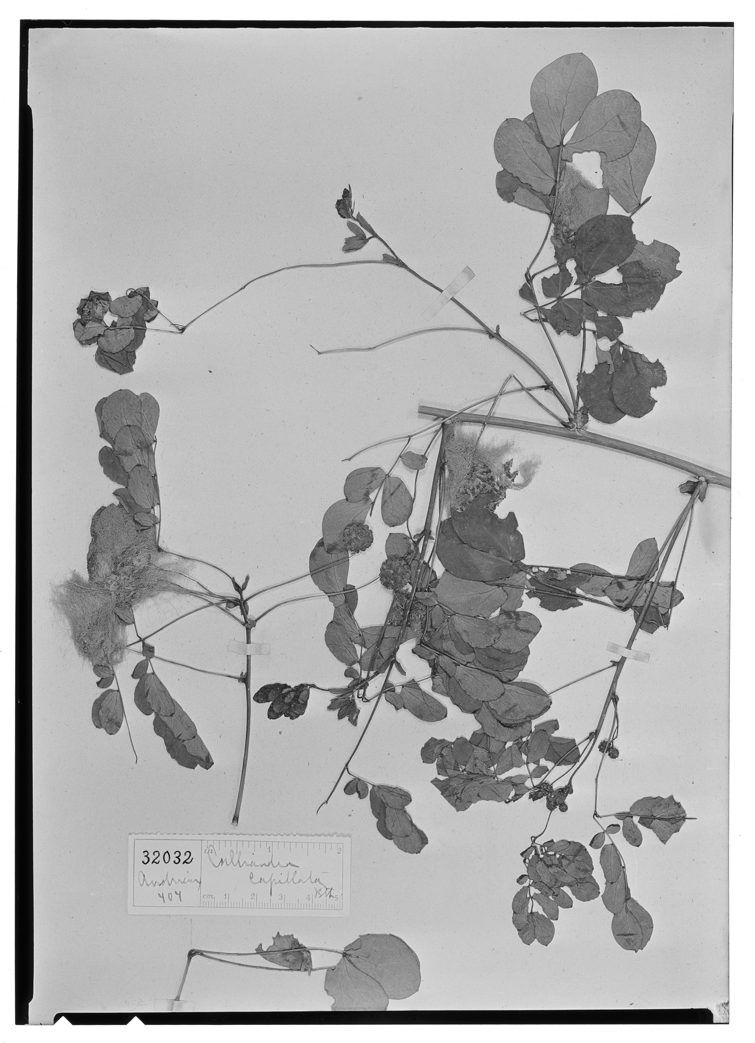Calliandra capillata image