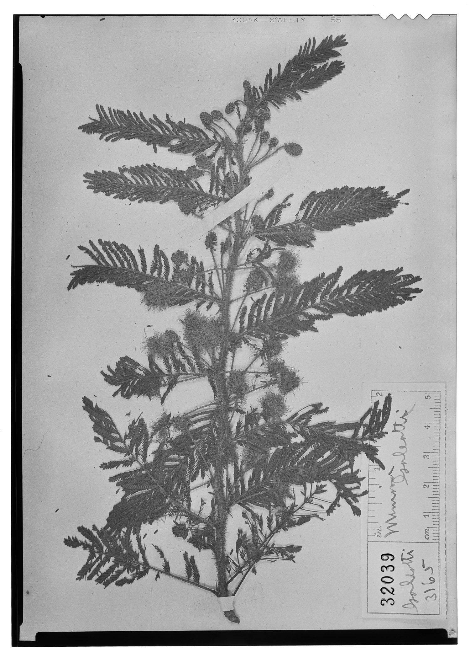 Mimosa galeottii image