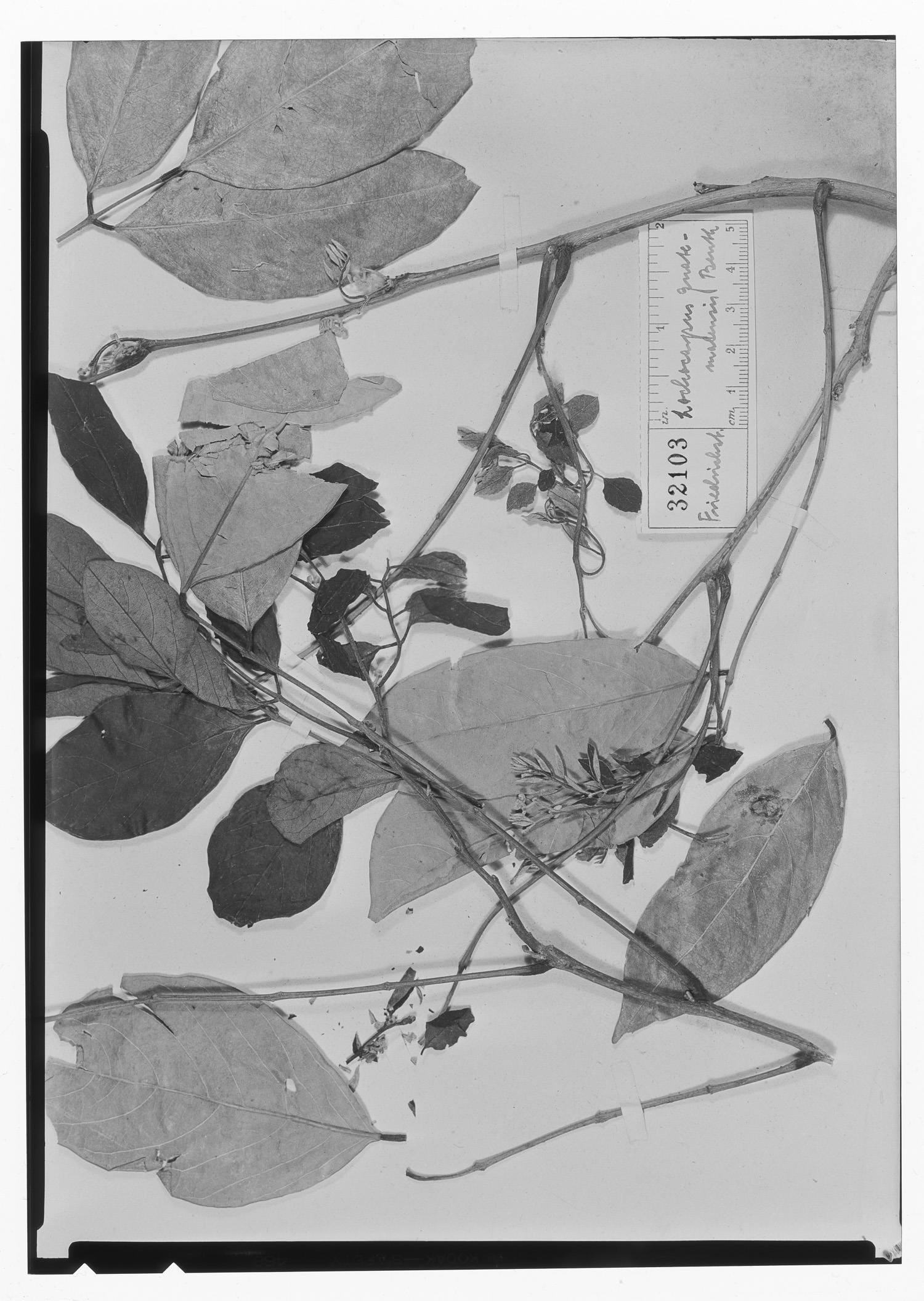 Lonchocarpus guatemalensis image