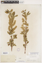 Salix myricoides var. myricoides image