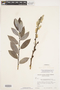 Salix myricoides var. myricoides image