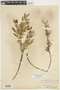 Salix pedicellaris var. hypoglauca image