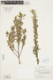 Salix petiolaris image