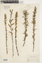 Salix petiolaris image