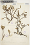 Salix phylicoides image