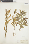 Salix lucida image