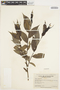 Salix lucida Muhl., Canada, J. A. Rousseau 20, F