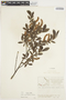 Salix myrtillifolia image
