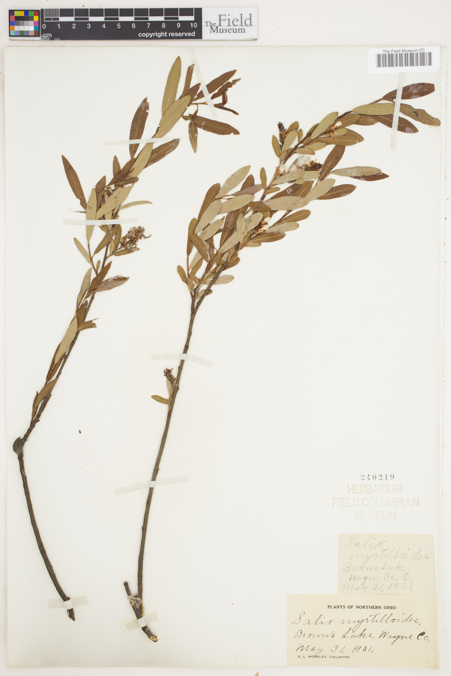 Salix myrtilloides image