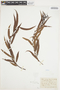 Salix nigra Marshall, U.S.A., J. H. Schuette, F