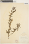 Salix nigra Marshall, U.S.A., J. W. Congdon, F