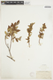 Salix myrtilloides L., U.S.A., J. W. Congdon, F