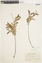 Salix pedicellaris image
