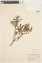 Salix pedicellaris Pursh, Canada, H. M. Raup 6975, F