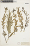Salix petiolaris image