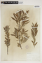 Salix petiolaris Sm., U.S.A., T. Morong 7, F