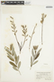 Salix petiolaris Sm., U.S.A., F. F. Forbes, F