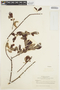 Salix piperi image